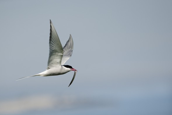 How to Photograph Seabirds How to Photograph Seabirds
