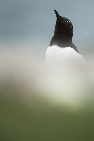 How to Photograph Seabirds How to Photograph Seabirds