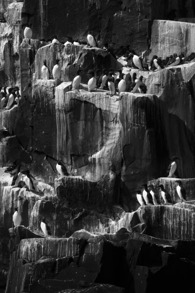 How to Photograph Seabirds How to Photograph Seabirds