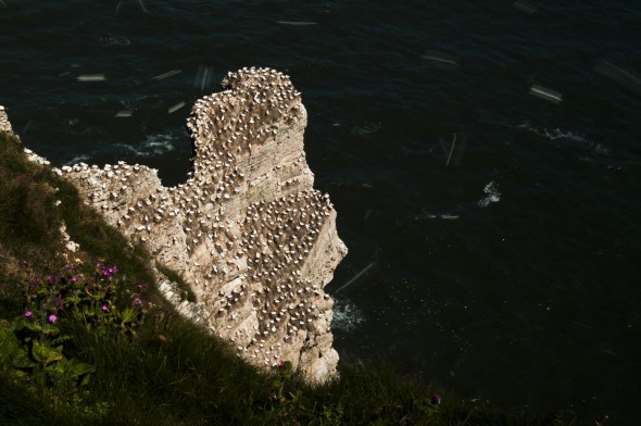 How to Photograph Seabirds How to Photograph Seabirds