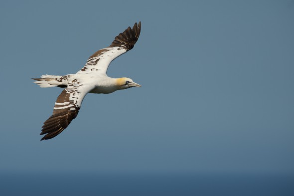 How to Photograph Seabirds How to Photograph Seabirds