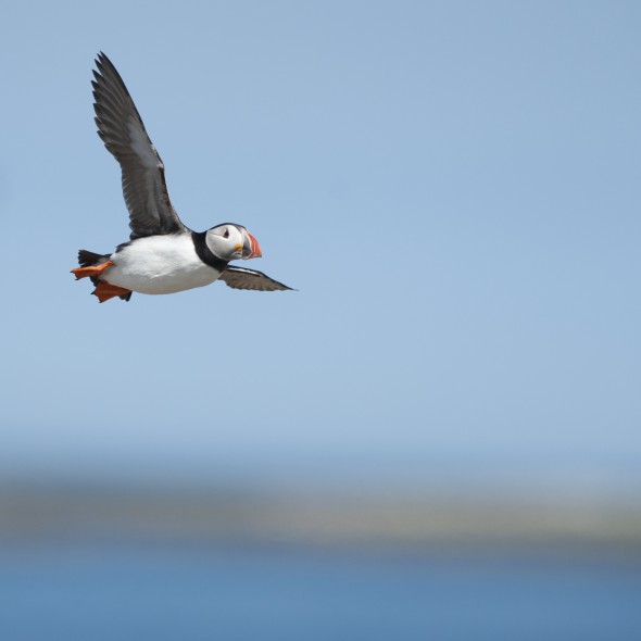 How to Photograph Seabirds How to Photograph Seabirds