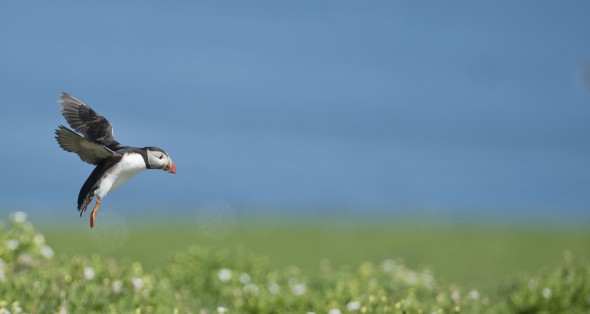 How to Photograph Seabirds How to Photograph Seabirds