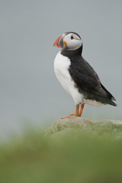 How to Photograph Seabirds How to Photograph Seabirds