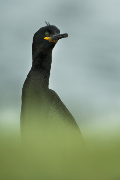 How to Photograph Seabirds How to Photograph Seabirds
