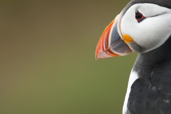 How to Photograph Seabirds How to Photograph Seabirds