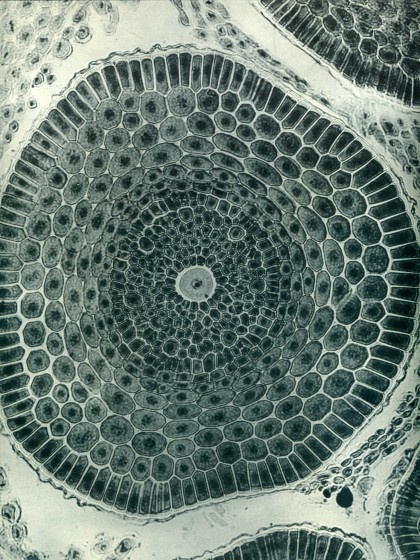 Early pioneer female photographers that you’ve probably never heard of
Early pioneer female photographers that you’ve probably never heard of