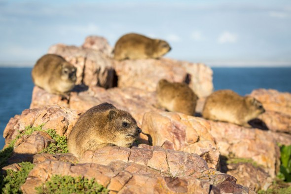A Winter Escape – A Photographic Guide to South Africa A Winter Escape – A Photographic Guide to South Africa