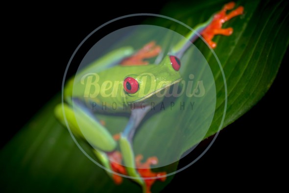 Perspective: Stop Watermarking Your Photos Perspective: Stop Watermarking Your Photos