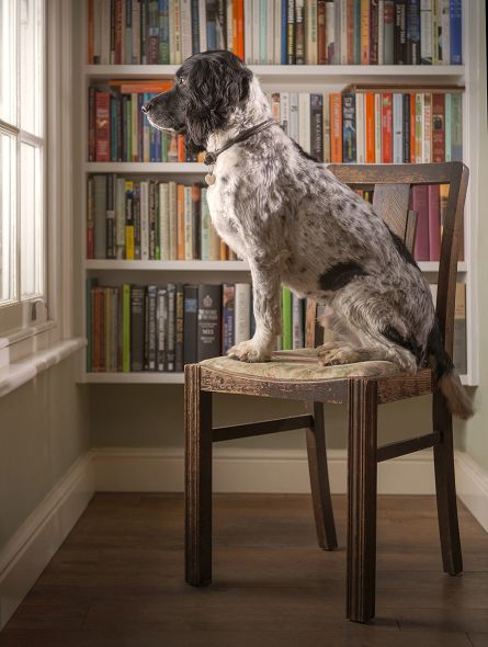 How to Create Beautiful Dog Portraits How to Create Beautiful Dog Portraits