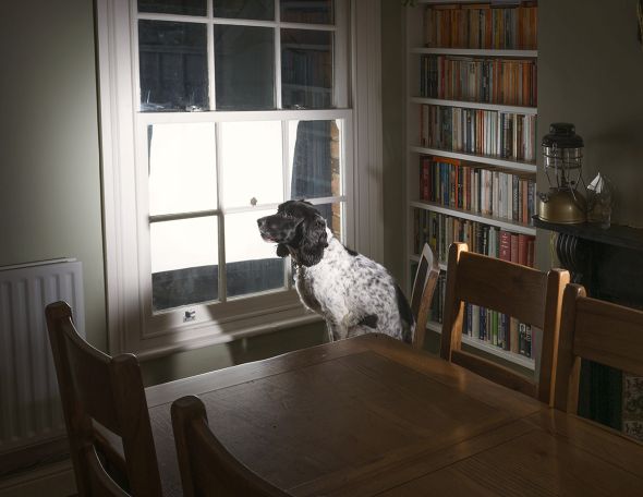 How to Create Beautiful Dog Portraits How to Create Beautiful Dog Portraits