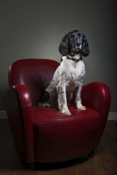 How to Create Beautiful Dog Portraits How to Create Beautiful Dog Portraits