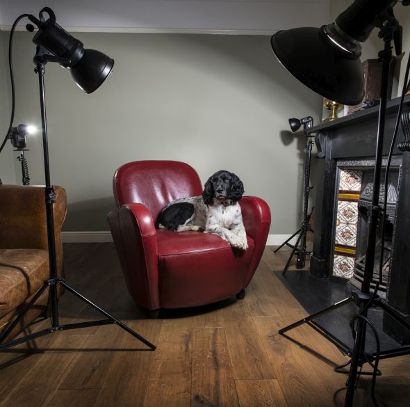 How to Create Beautiful Dog Portraits How to Create Beautiful Dog Portraits