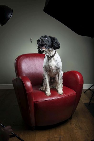 How to Create Beautiful Dog Portraits How to Create Beautiful Dog Portraits