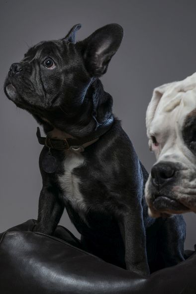 How to Create Beautiful Dog Portraits How to Create Beautiful Dog Portraits