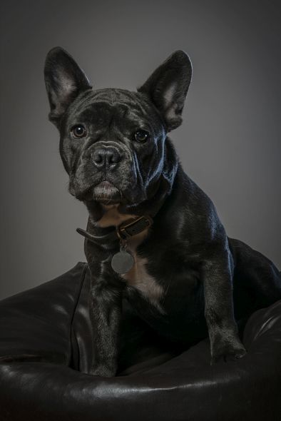 How to Create Beautiful Dog Portraits How to Create Beautiful Dog Portraits