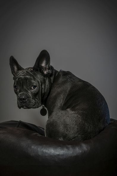 How to Create Beautiful Dog Portraits How to Create Beautiful Dog Portraits