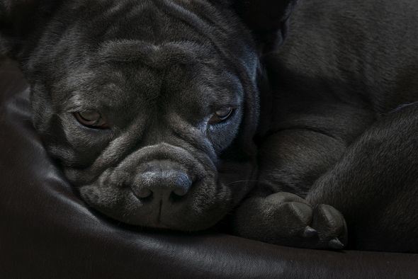 How to Create Beautiful Dog Portraits How to Create Beautiful Dog Portraits