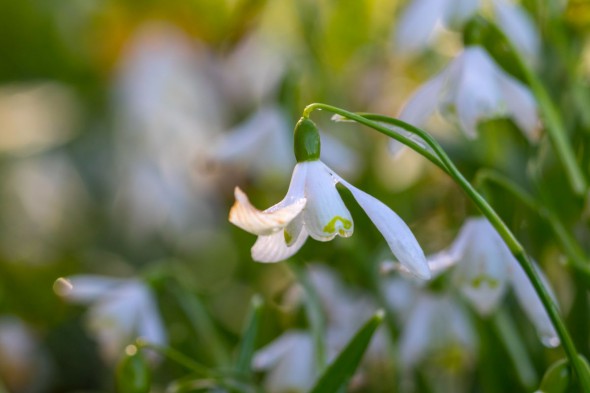 10 Ways to Take Better Flower Photographs 10 Ways to Take Better Flower Photographs