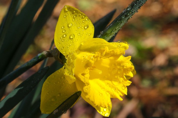 10 Ways to Take Better Flower Photographs 10 Ways to Take Better Flower Photographs