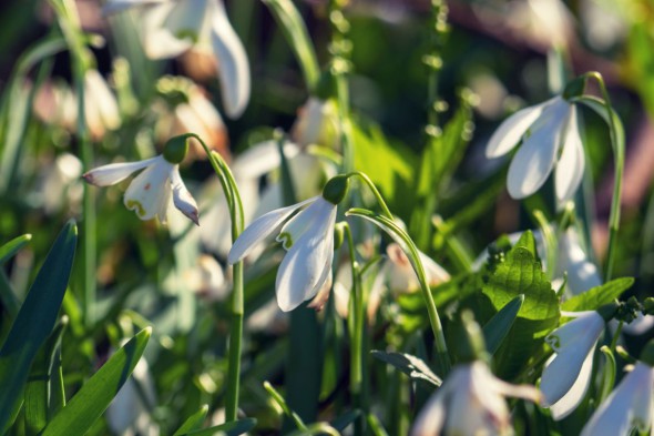 10 Ways to Take Better Flower Photographs 10 Ways to Take Better Flower Photographs