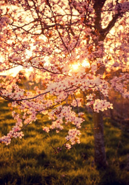 10 Ways to Take Better Flower Photographs 10 Ways to Take Better Flower Photographs