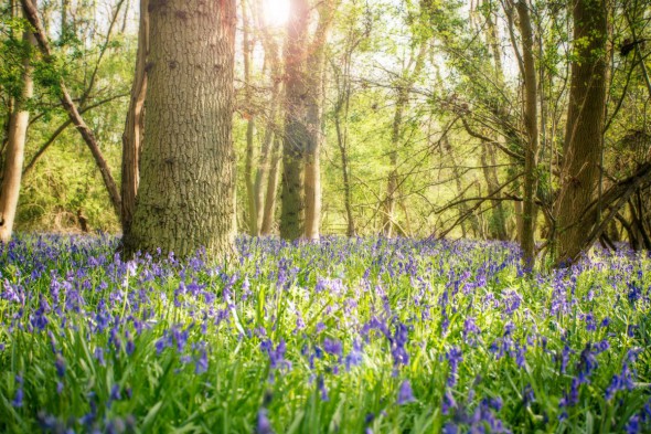 10 Ways to Take Better Flower Photographs 10 Ways to Take Better Flower Photographs