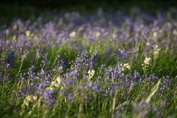 10 Ways to Take Better Flower Photographs 10 Ways to Take Better Flower Photographs