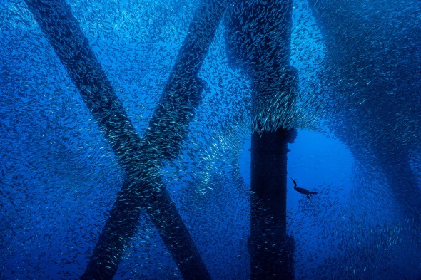 Behind the Image: Rig Diver, by Alex Mustard Behind the Image: Rig Diver, by Alex Mustard