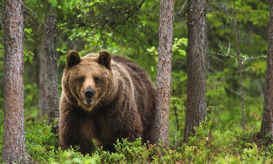 Perspective: Are Paid-For Hides Damaging Wildlife Photography? Perspective: Are Paid-For Hides Damaging Wildlife Photography?