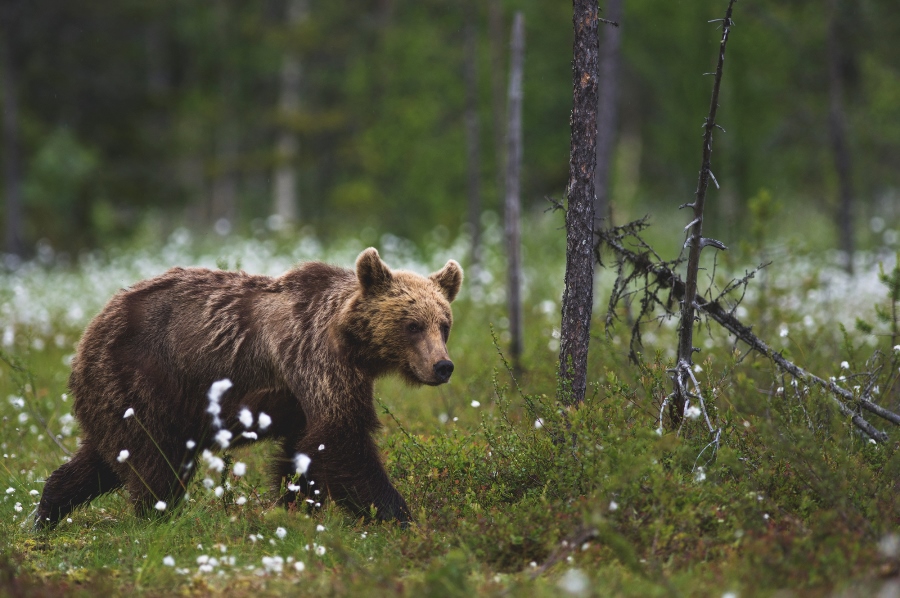 Perspective: Are Paid-For Hides Damaging Wildlife Photography? Perspective: Are Paid-For Hides Damaging Wildlife Photography?