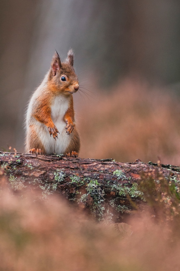 Perspective: Are Paid-For Hides Damaging Wildlife Photography? Perspective: Are Paid-For Hides Damaging Wildlife Photography?