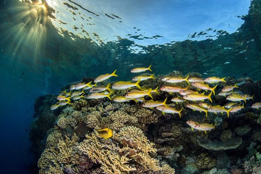 Shooting Underwater with the Nikon 8-15mm FX Fisheye Shooting Underwater with the Nikon 8-15mm FX Fisheye