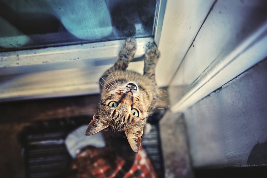 How to Create Stunning Cat Portraits How to Create Stunning Cat Portraits