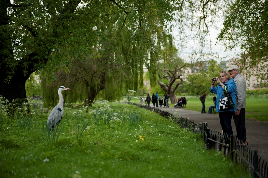 Photographing Wildlife in London Parks Photographing Wildlife in London Parks