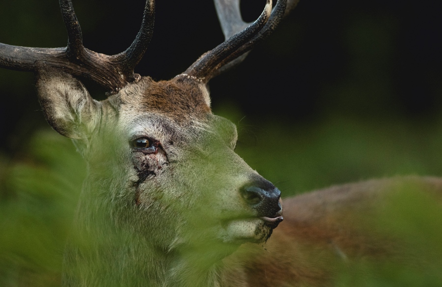 Photographing Wildlife in London Parks Photographing Wildlife in London Parks