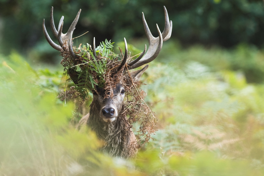 Photographing Wildlife in London Parks Photographing Wildlife in London Parks
