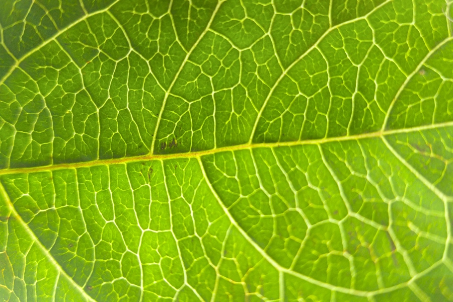 Your smartphone is with you 24/7, so you’ve every reason to treat it as a serious photographic tool, says James Abbott Your smartphone is with you 24/7, so you’ve every reason to treat it as a serious photographic tool, says James Abbott