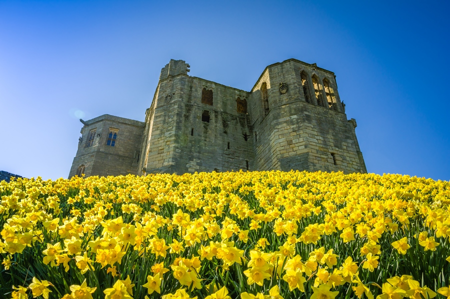 From a daffodil clad Warkworth Castle to puffins on the Farne Islands, Matty Graham shares some of his favourite locations when photographing in Northumberland From a daffodil clad Warkworth Castle to puffins on the Farne Islands, Matty Graham shares some of his favourite locations when photographing in Northumberland