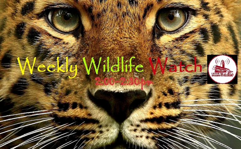 How to Become a Wildlife Filmmaker | 11 Tips How to Become a Wildlife Filmmaker | 11 Tips