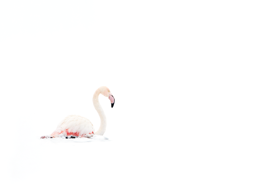 Ellie Rothnie uses high-key and low-key lighting to produce creative wildlife photographs in-camera Ellie Rothnie uses high-key and low-key lighting to produce creative wildlife photographs in-camera
