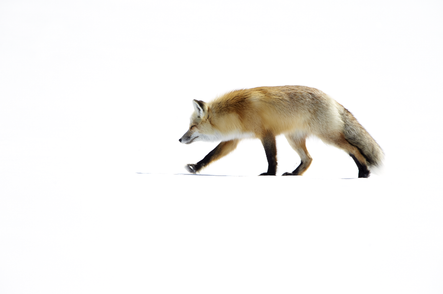 Ellie Rothnie uses high-key and low-key lighting to produce creative wildlife photographs in-camera Ellie Rothnie uses high-key and low-key lighting to produce creative wildlife photographs in-camera
