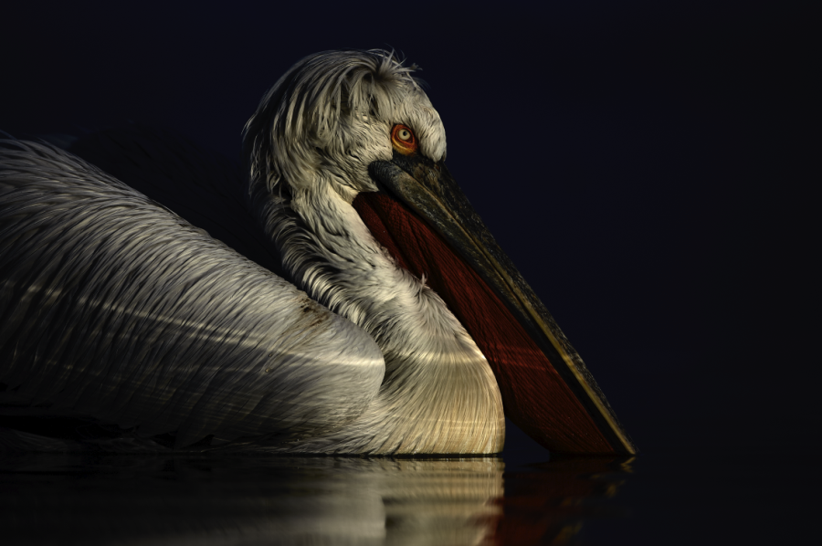 Ellie Rothnie uses high-key and low-key lighting to produce creative wildlife photographs in-camera Ellie Rothnie uses high-key and low-key lighting to produce creative wildlife photographs in-camera