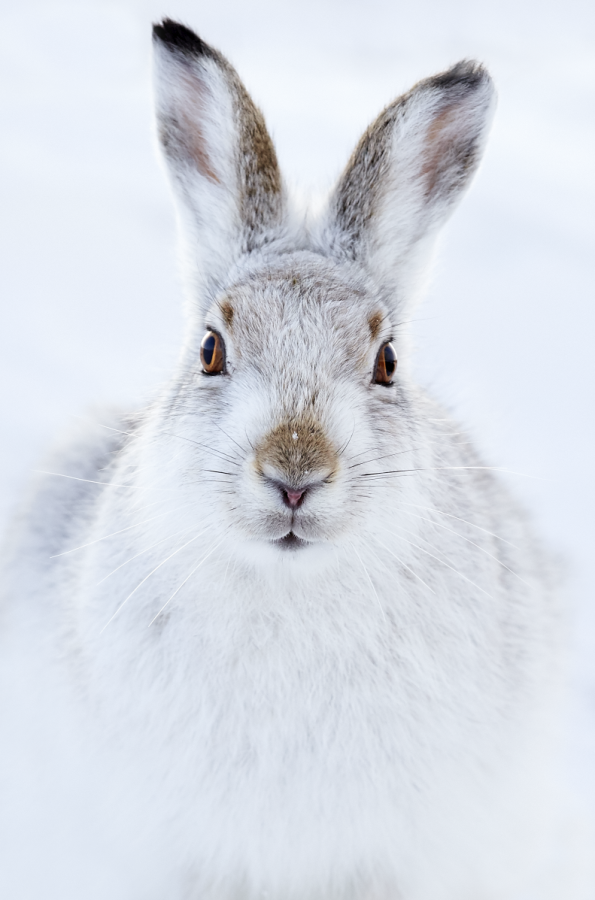 Ellie Rothnie uses high-key and low-key lighting to produce creative wildlife photographs in-camera Ellie Rothnie uses high-key and low-key lighting to produce creative wildlife photographs in-camera