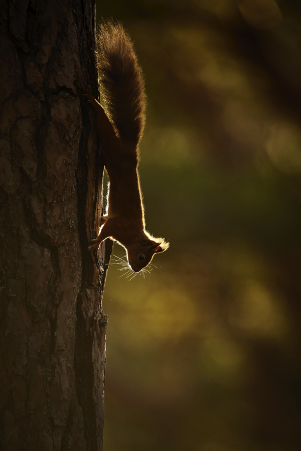 Ellie Rothnie uses high-key and low-key lighting to produce creative wildlife photographs in-camera Ellie Rothnie uses high-key and low-key lighting to produce creative wildlife photographs in-camera