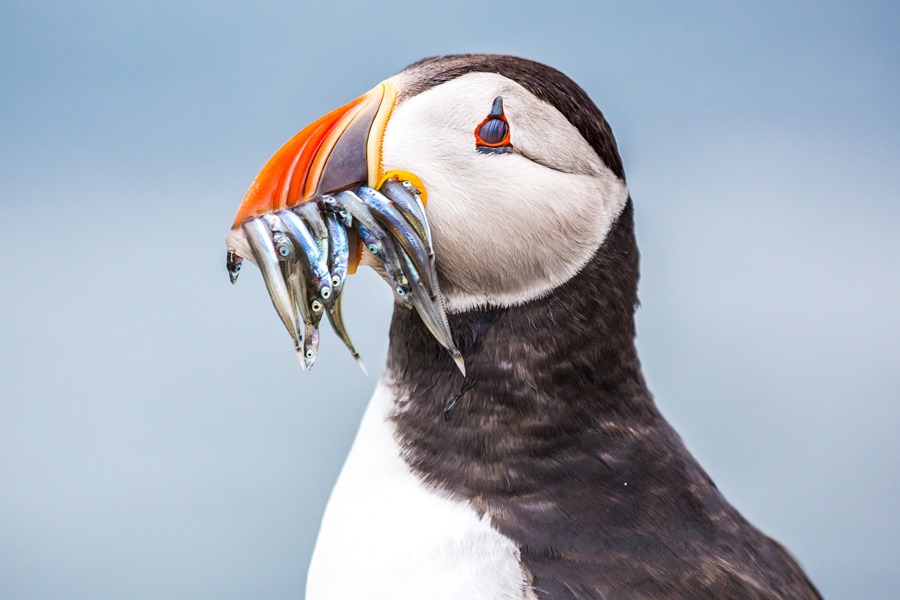A Photographer’s Guide to Lundy Island A Photographer’s Guide to Lundy Island