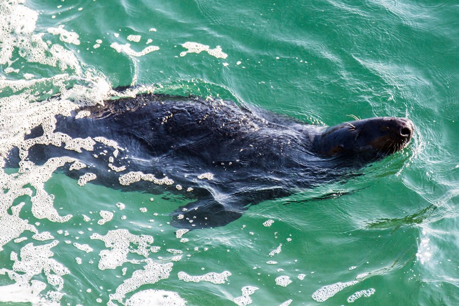 A Photographer’s Guide to Lundy Island A Photographer’s Guide to Lundy Island