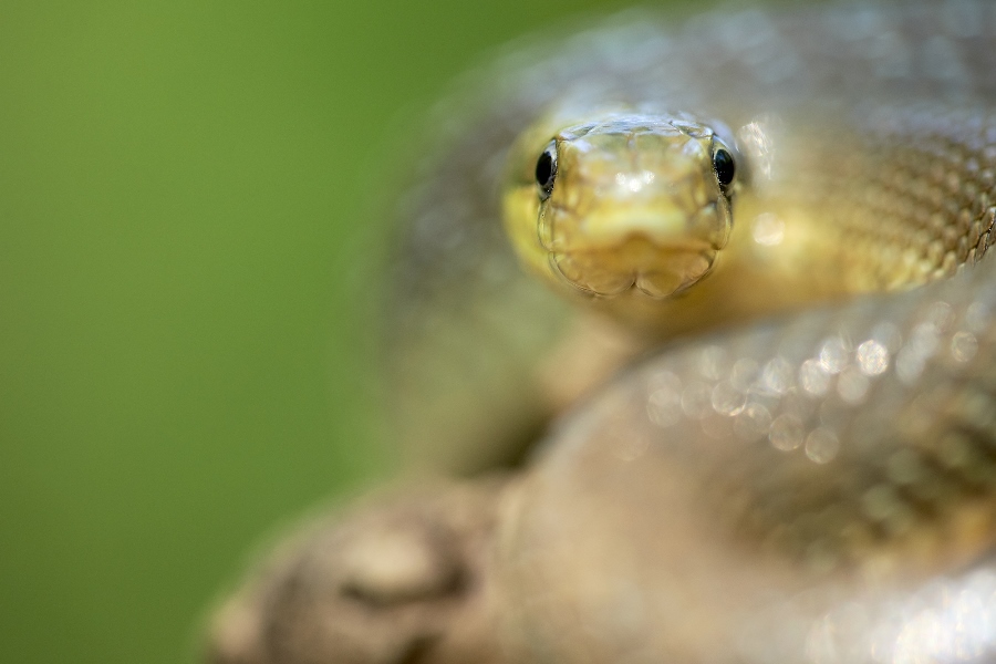 7 tips for shooting stunning wildlife macro photos 7 tips for shooting stunning wildlife macro photos