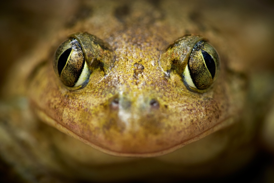 7 tips for shooting stunning wildlife macro photos 7 tips for shooting stunning wildlife macro photos