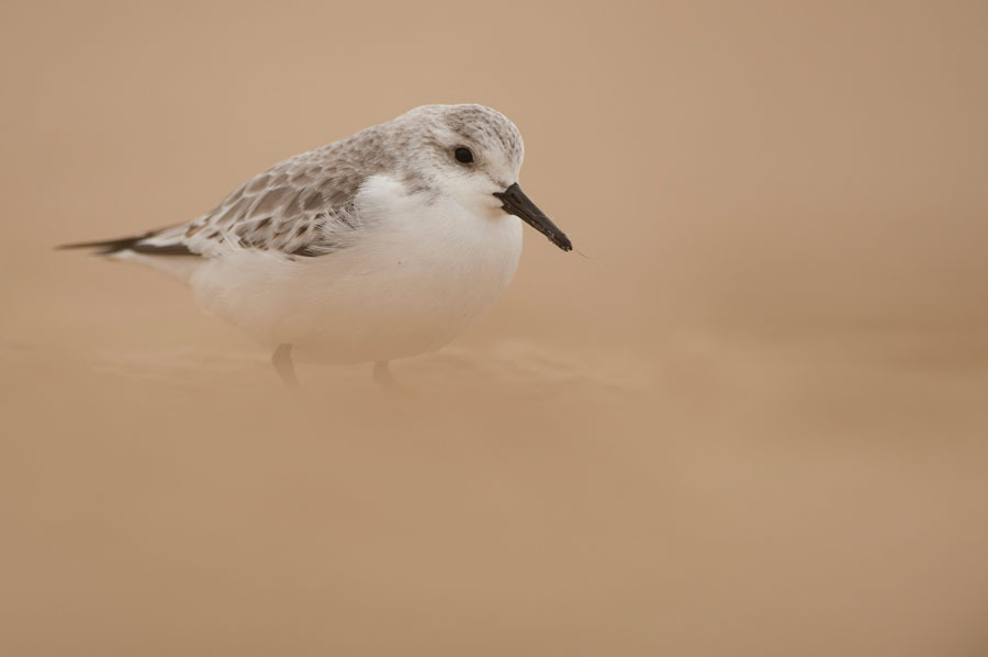 © Wex Photo Video bird1.jpg